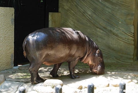 上野動物園侏儒河馬