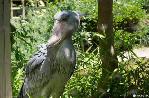 上野動物園鯨頭鸛