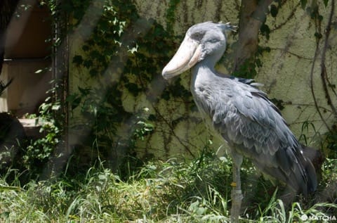 上野動物園鯨頭鸛