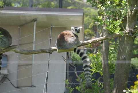 上野動物園環尾狐猴
