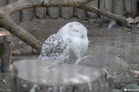 上野動物園雪鴞