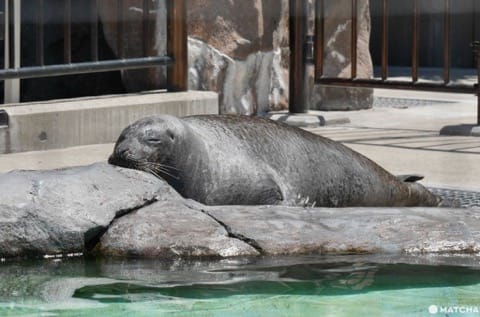 上野動物園海豹