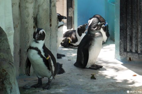 上野動物園黑腳企鵝