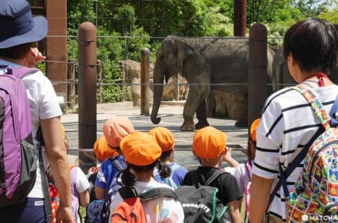 上野動物園大象