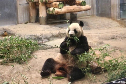 上野動物園熊貓