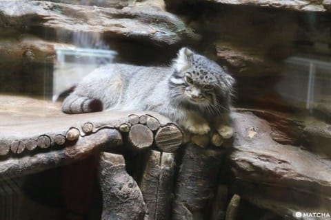 上野動物園兔猻