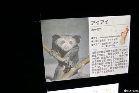 上野動物園指猴