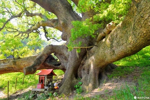 【香川】神秘の離島へ!大楠とウミホタル、アートを巡る志々島・粟島の1日旅