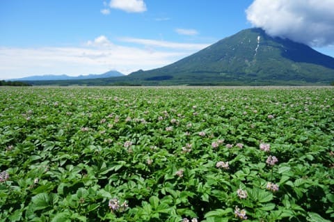 ニセコ観光ガイド〜人気のスキーリゾートから観光地・アクセスまで〜