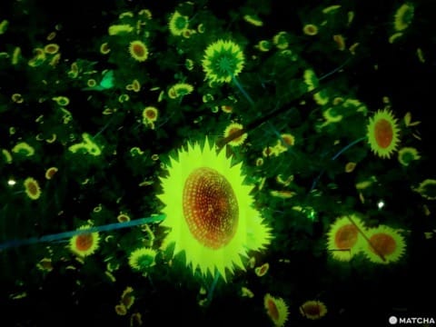 teamLab Planets