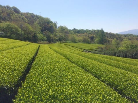 【香川西部】瀬戸内海の海と山の絶景、食を楽しめる極上の宿7選