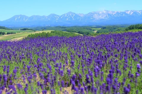 Furano-Biei