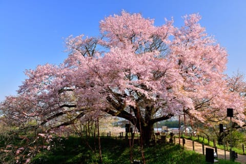 淺井一本櫻