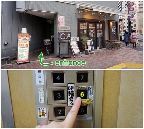 可愛い猫たちにメロメロ!保護猫カフェ「浅草ねこ園」