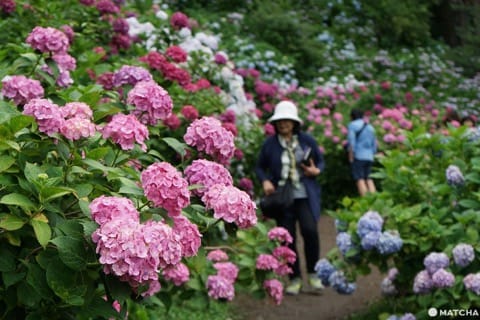ฮัตโตริ อาจิไซ ชิบะ hattori ajisai chiba