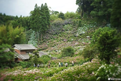 ฮัตโตริ อาจิไซ ชิบะ hattori ajisai chiba