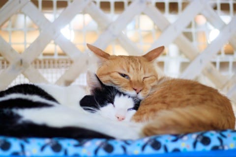 ねこ