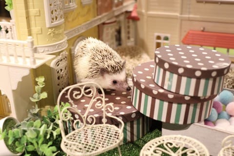 ハリネズミ