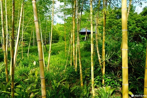Kokoen