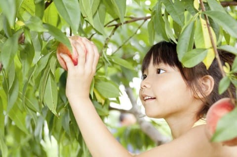 福島の桃を新宿でいただく、季節のスペシャルフェアが開催!