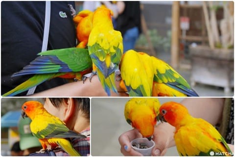 掛川花鳥園鸚鵡