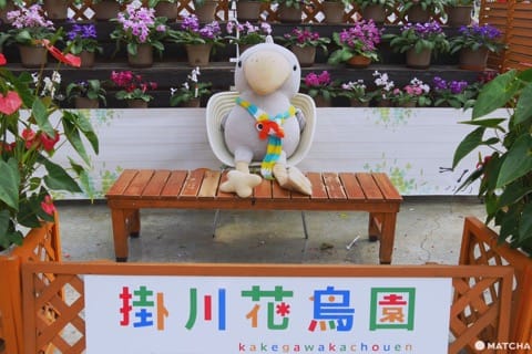 掛川鯨頭鸛