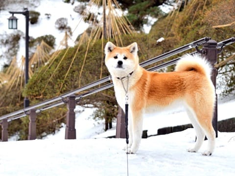 秋田犬