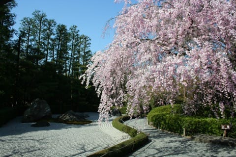 退蔵院の桜