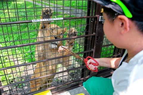 Fuji Safari Park