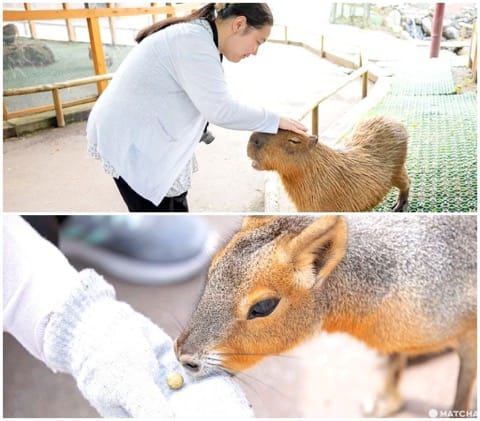 Fuji Safari Park
