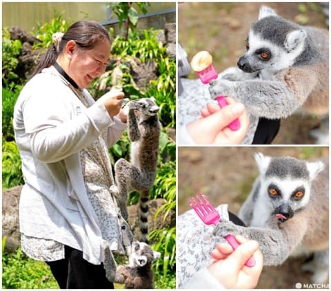 Fuji Safari Park