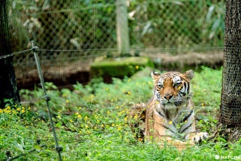 Fuji Safari Park