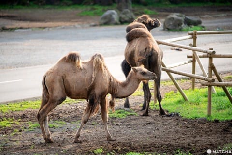 Fuji Safari Park