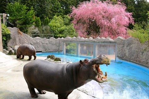 Fuji Safari Park