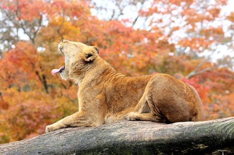 Fuji Safari Park