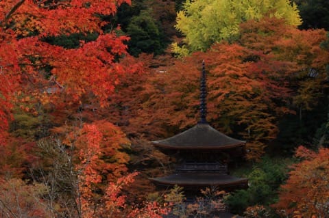 Kongoin Temple