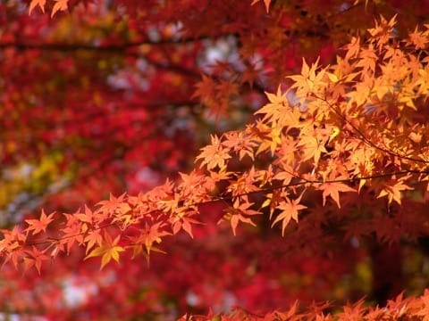 Greater Kyoto Area Autumn Leaves 2019 - 5 Must-See Rural Fall Foliage Spots