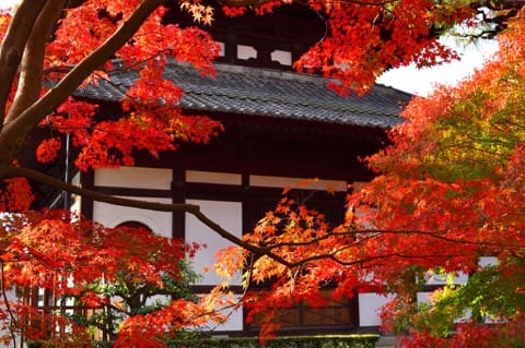 京都 賞楓