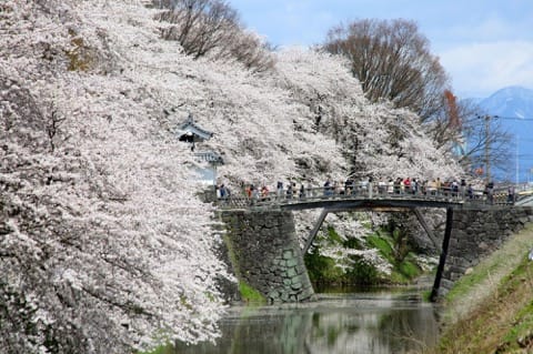 山形賞櫻櫻花_霞城公園