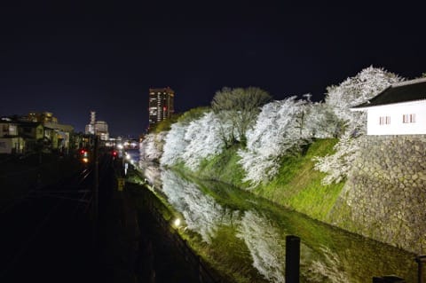 山形賞櫻櫻花_霞城公園_夜櫻