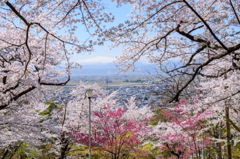 山形櫻花賞櫻景點_天童公園