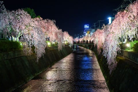 山形櫻花賞櫻景點_天童倉津川