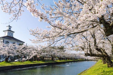 山形櫻花賞櫻景點_鶴岡公園