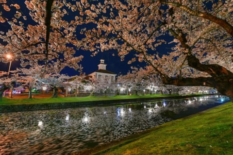 山形櫻花賞櫻景點_鶴岡公園