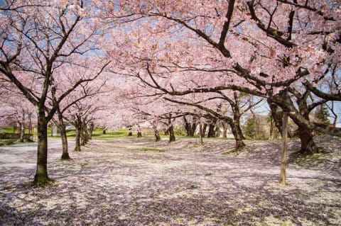 山形櫻花賞櫻景點_鶴岡公園
