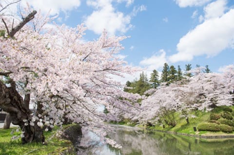 山形櫻花賞櫻景點_上杉神社_松岬公園