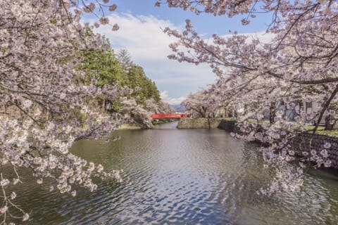 山形櫻花賞櫻景點_上杉神社_松岬公園