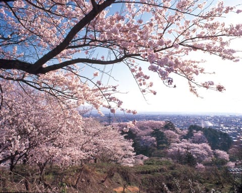 山形櫻花賞櫻景點_烏帽子山公園_赤湯溫泉