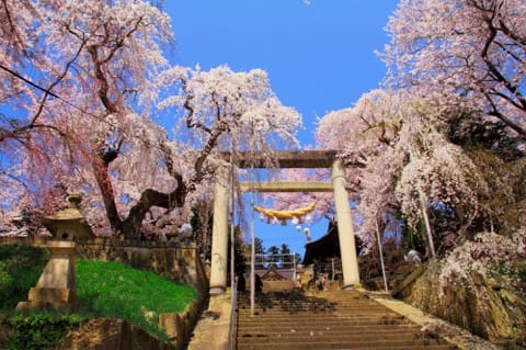 山形櫻花賞櫻景點_烏帽子山公園_赤湯溫泉