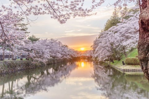 山形櫻花賞櫻景點_上杉神社_松岬公園